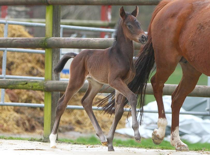 Arango x Herzensdieb