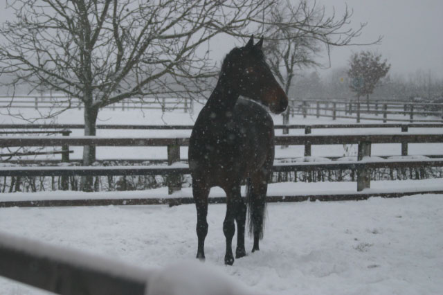 Pferde im Schnee